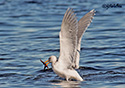 Larus glaucescens